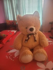 Big Size Teddy Is Available For Kids