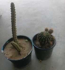 Combo Of Two Flowering Cactus 🌵