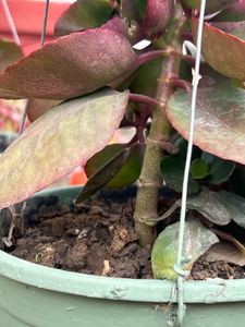 Nikon Coolpix 10x zoom Digital Camera