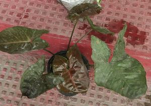 Set 2 Neverneve Andarrowhead vine Plants