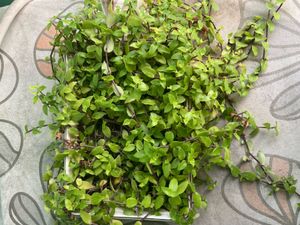 5 Live Plant Cuttings