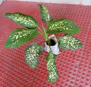 Evergreen Money &amp;.Dieffenbachia Seguine Plant &amp;Pot