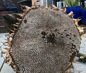 Sunflower Seeds