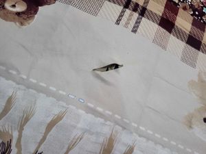 Cotton Plaid &amp; Floral Bedspread
