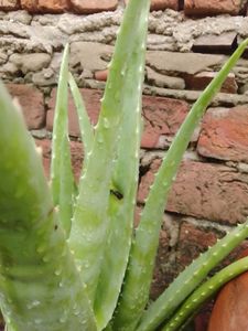 Aloe Vera Plant Approx 250 Gram