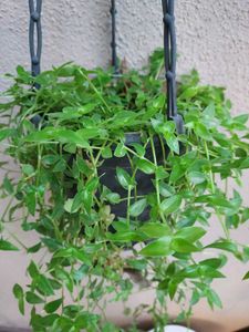 Succulent+ Free Turtle Vine