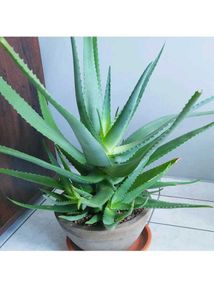 Aloevera Plant With Roots
