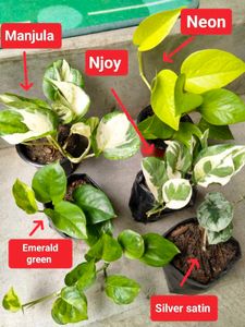Available (Varities Of Pothos Combo)