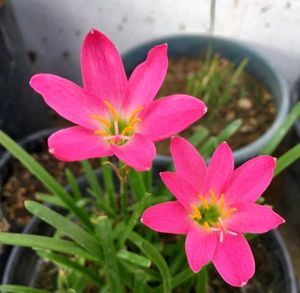 Aprajita, Sunflower, Rain Lily Plant Seed
