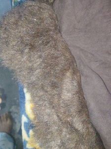 A Fur Brown 🟤 Jacket Fully Covered Long Sleeve