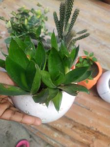 Black Sensevieria Plant