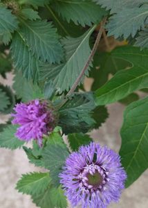 Keshvardhini Dried Flowers
