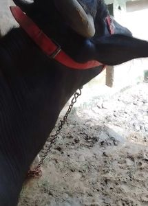 रेड नायलॉन नकेल / गले का पट्टा (Head Strap)