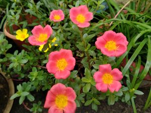 Two Colour Single Petal Portulika  , Pack Of 2