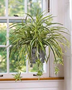 Hanging Plants Combo Of 11