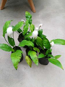 Five Peace Lily