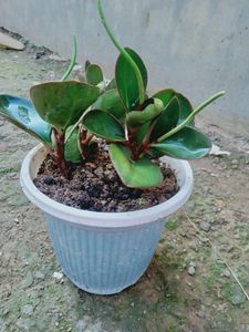 Peperomia Plant