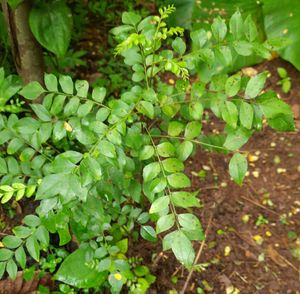 Curry Leaf Plant (two plants)
