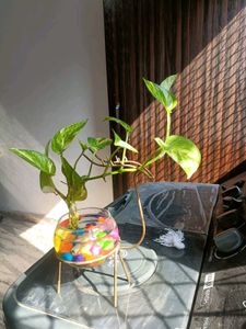 Dear Shape Stand And Pot...