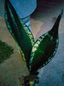 Assorted Sansevierias Offer