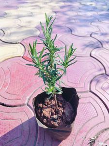 Rosemary Live Plant