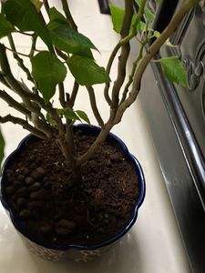 Spotted Poinsettia Plant