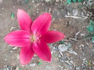 Aciatic lily 5 Plants