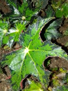 Begonia rex