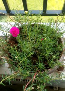 Everyday Flowering With Pot