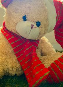 Taddy Bear Soft Toy
