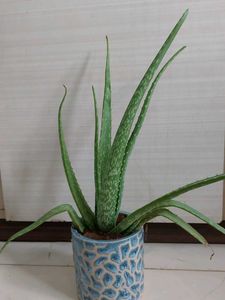 ALOEVERA Plant