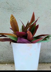 Rheo Plant With Pot Live