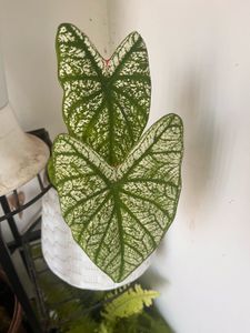 Healthy 4 Plants Combo