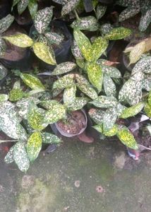 Plants ,5 Poly Combo Offer