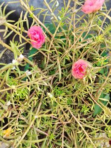 Portulaca