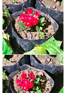 Rare Kalancho Flower