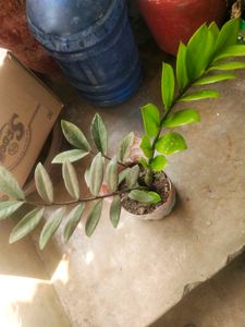Big Size Zzzzzz Plant With Root Very Healthy