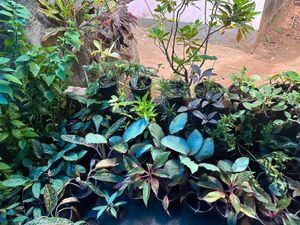 Indoor Plants