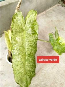 Assorted Expensive  plants offer