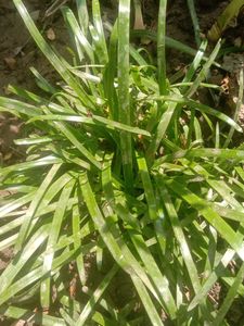 Pink Rain Lily Bulbs 3