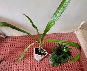 Set 2.Syngonium &amp; Crinum  Plants 🪴