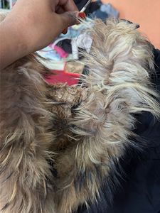 Stylish Black Jacket