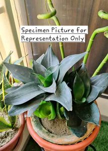 Dwarf Snake Plant - Sansevieria ‘Black Dragon"