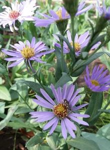 Purple Aster Flowers