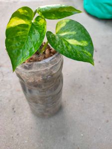 snack and money plant combo