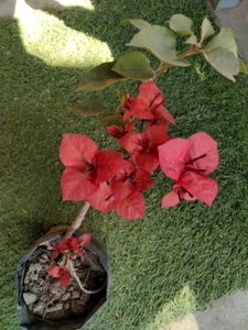 Assorted Indoor and outdoor Plants