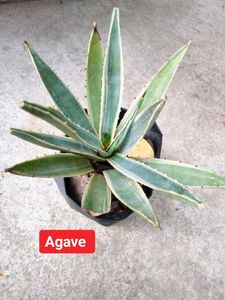 Collection Of 3 Plants Combo