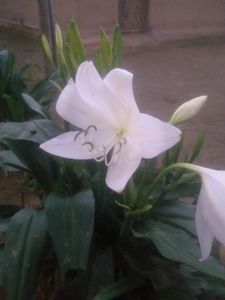 Lily