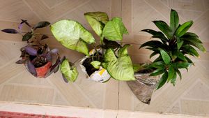 Set 3 Arrowhead &amp; Purple Heart &amp;syngonium Plants ?