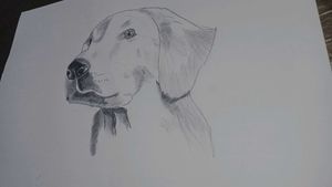 Dog Portrait Sketch